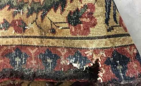 MOTH DAMAGE | INFESTATIONS